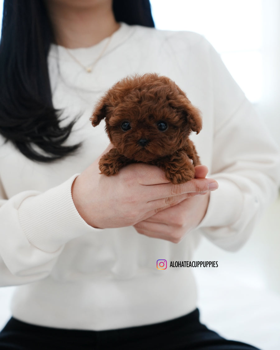 Pepsi [TEACUP POODLE]