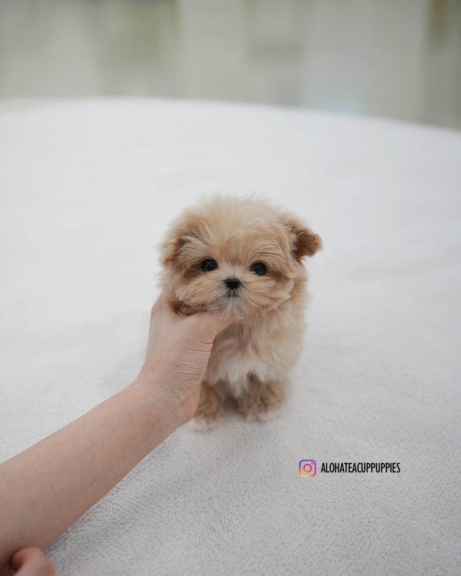 Kiko [TEACUP MALTIPOO]