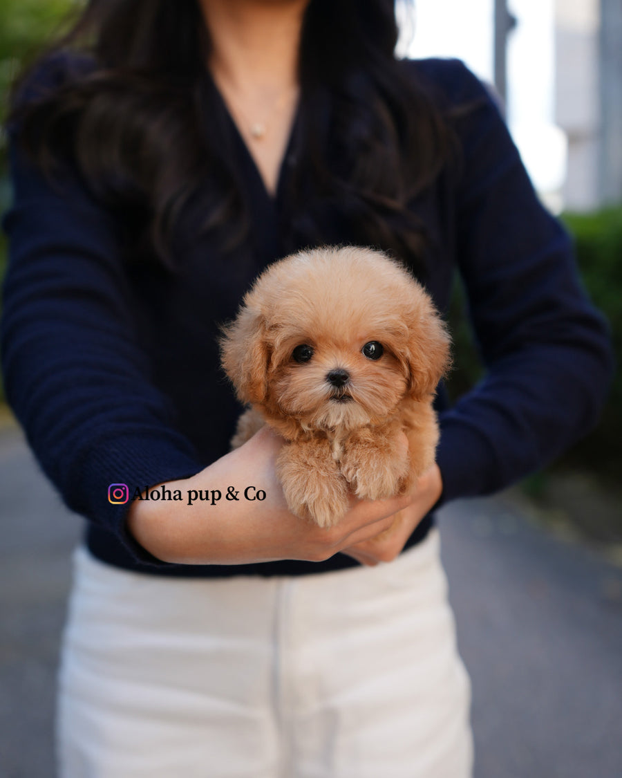 Bobo [TEACUP POODLE]
