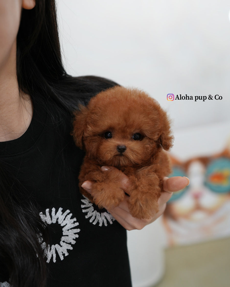 Esther [TEACUP POODLE]
