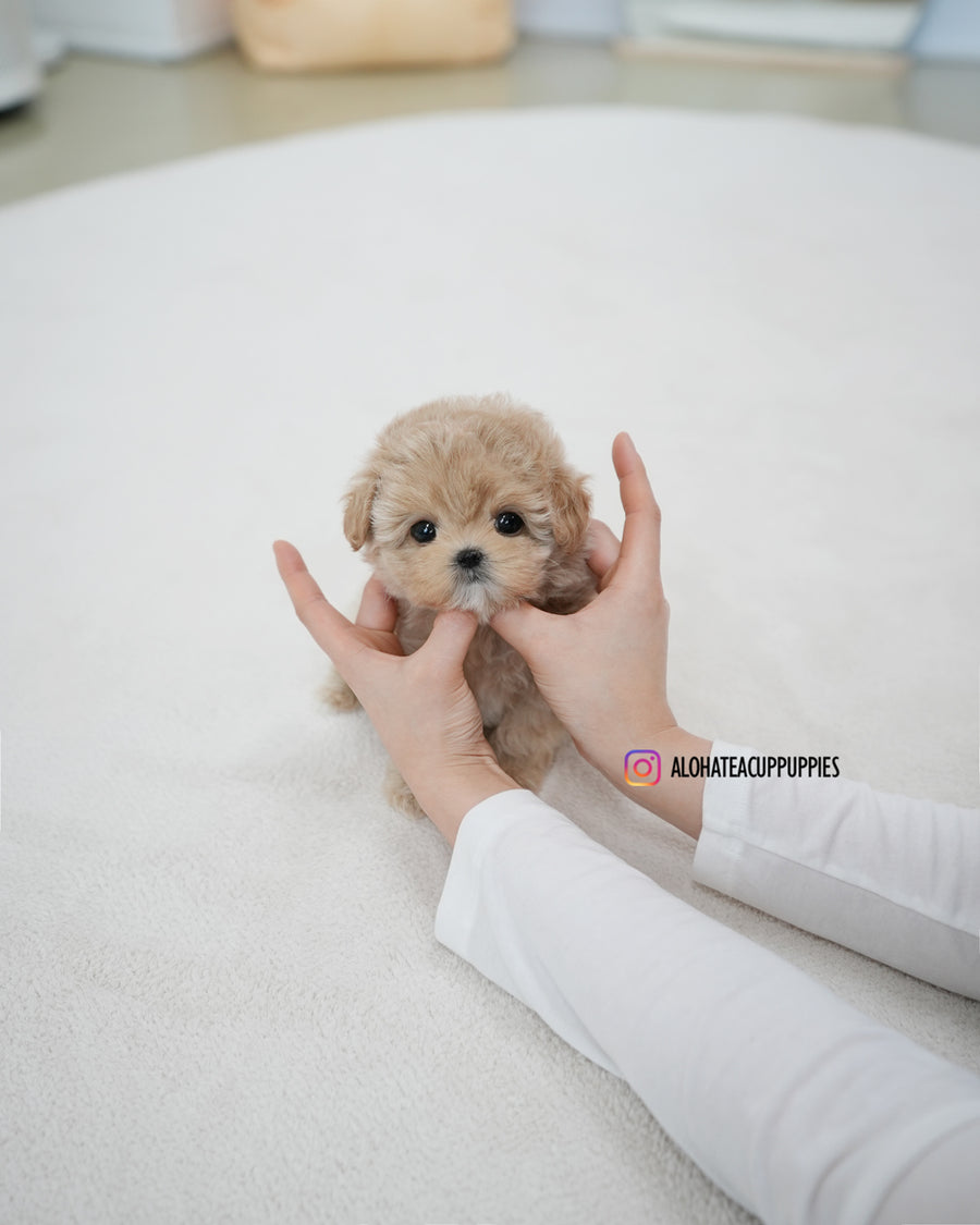 Rose [TEACUP MALTIPOO]