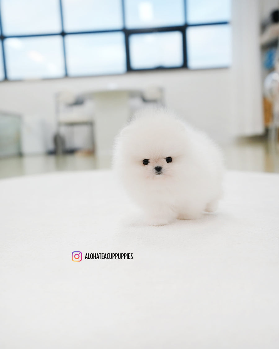 Rocco [TEACUP POMERANIAN]