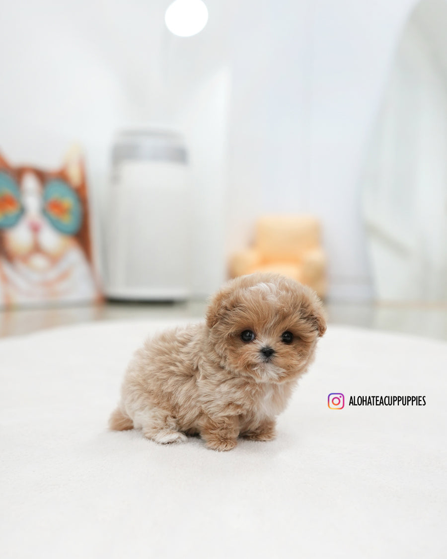 Bobby [TEACUP MALTIPOO]