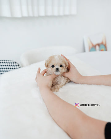 Cheese [TEACUP MALTIPOO]