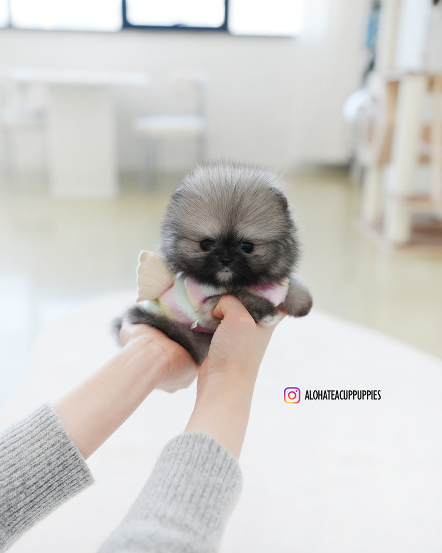 Bulgari [TEACUP POMERANIAN]