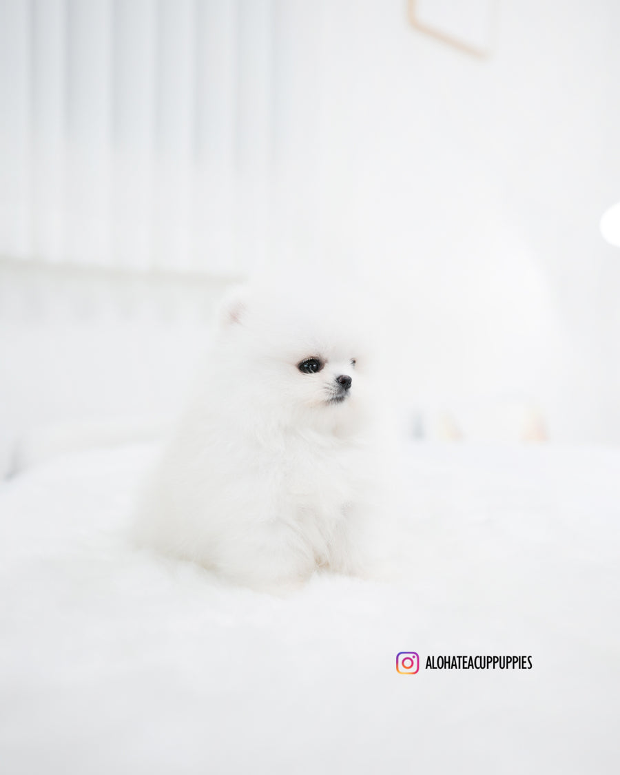 Wanda [TEACUP POMERANIAN]