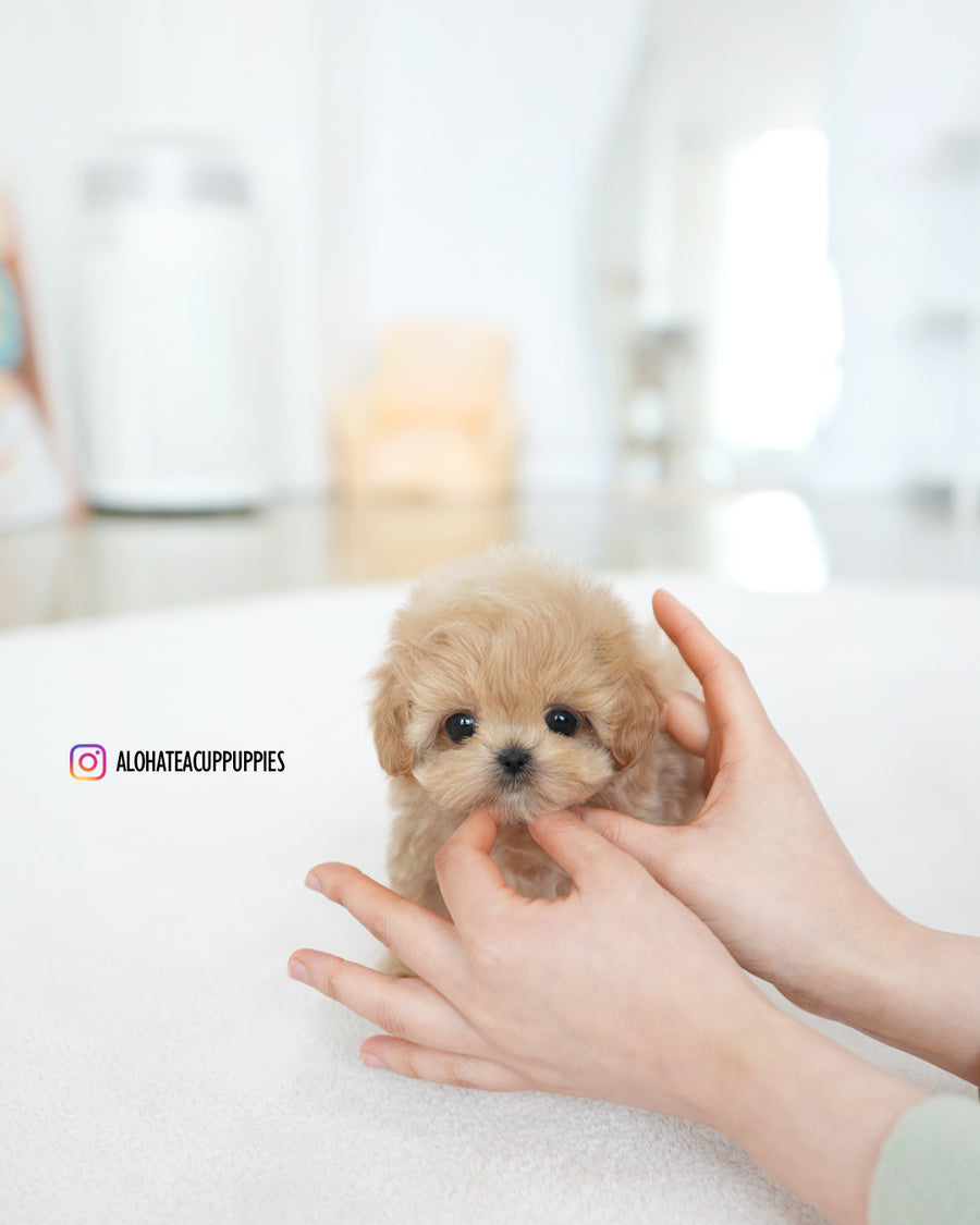 Colin [TEACUP MALTIPOO]