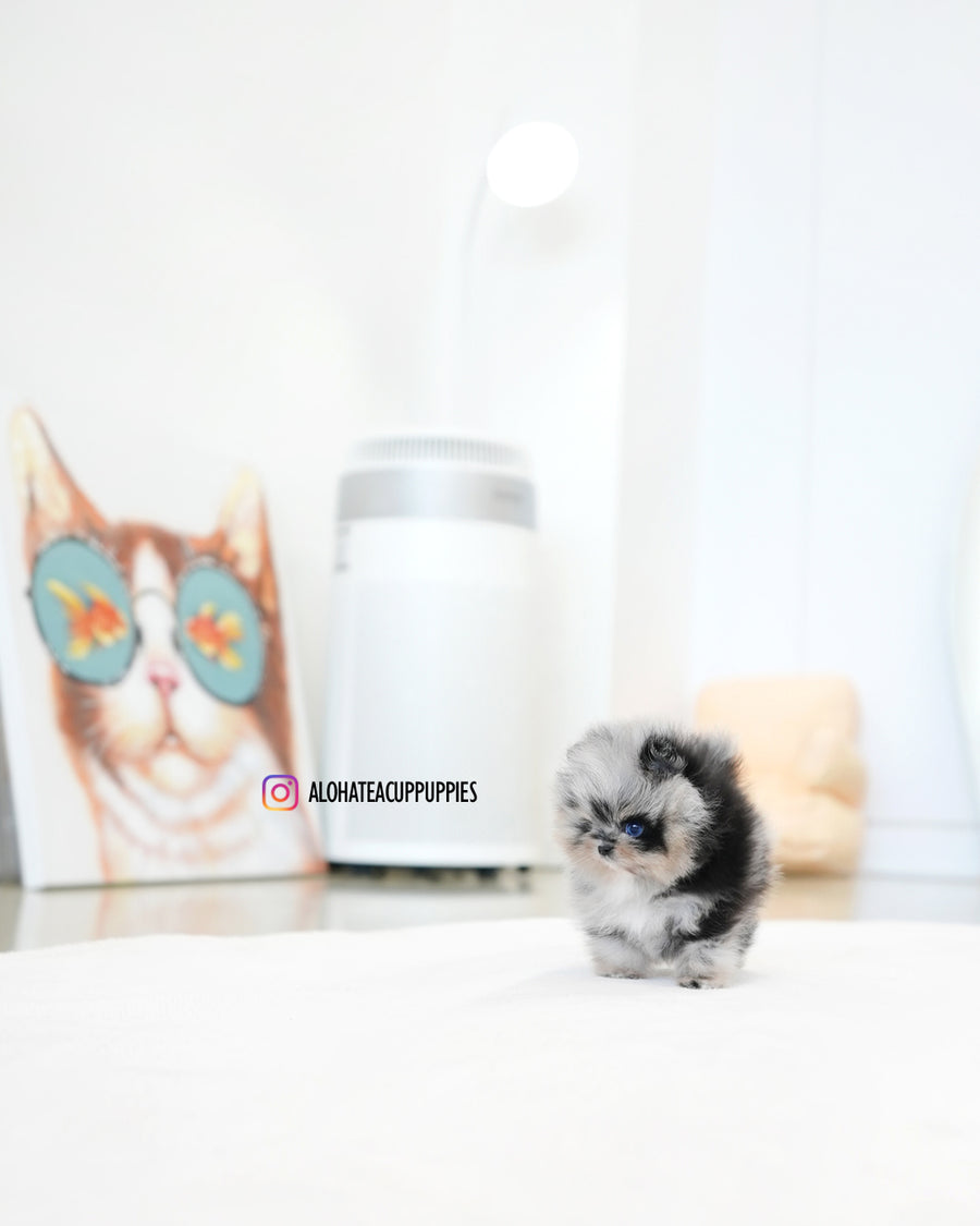 Benny [TEACUP POMERANIAN]