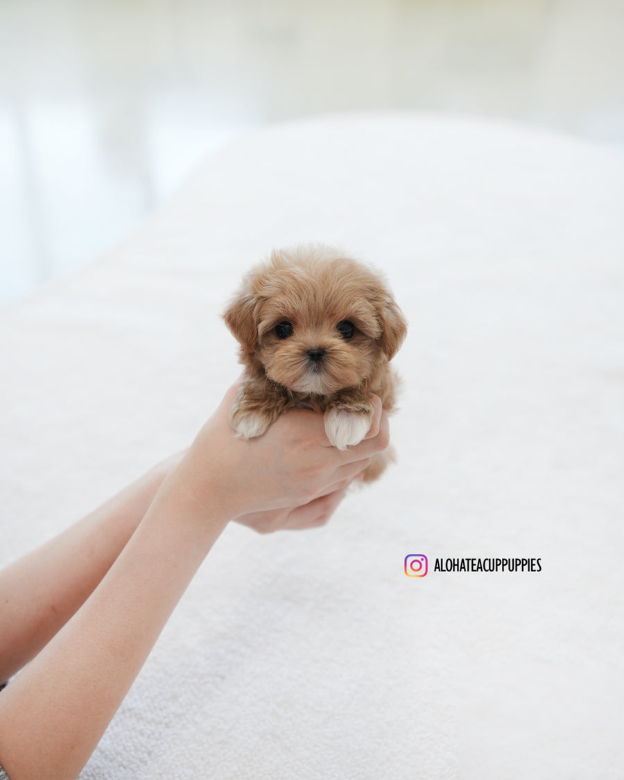 Waffle [TEACUP MALTIPOO]