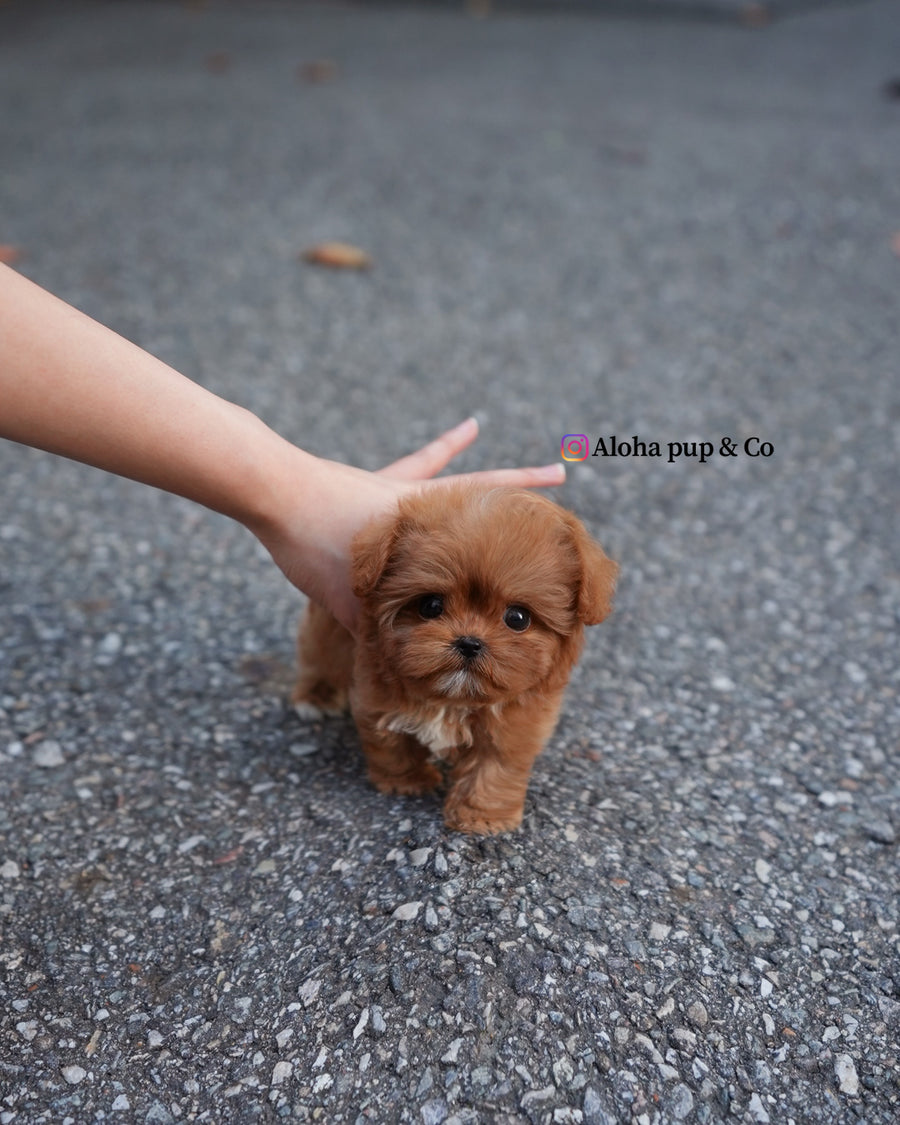 Versace [TEACUP MALTIPOO]