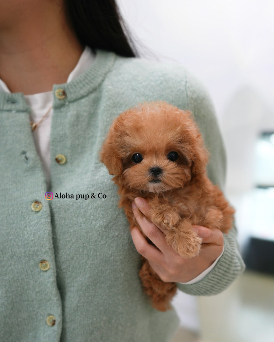 Toby [TEACUP POODLE]