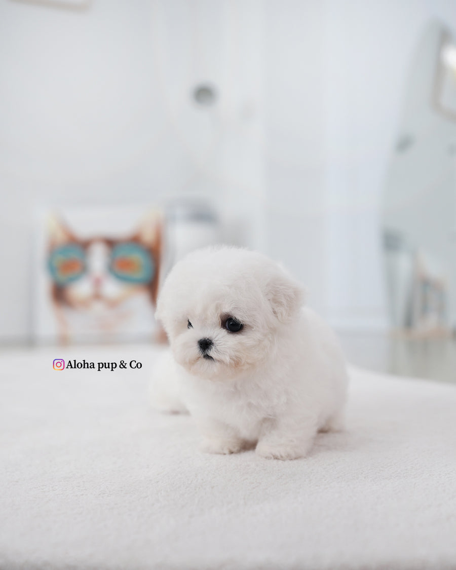 May [TEACUP BICHON]