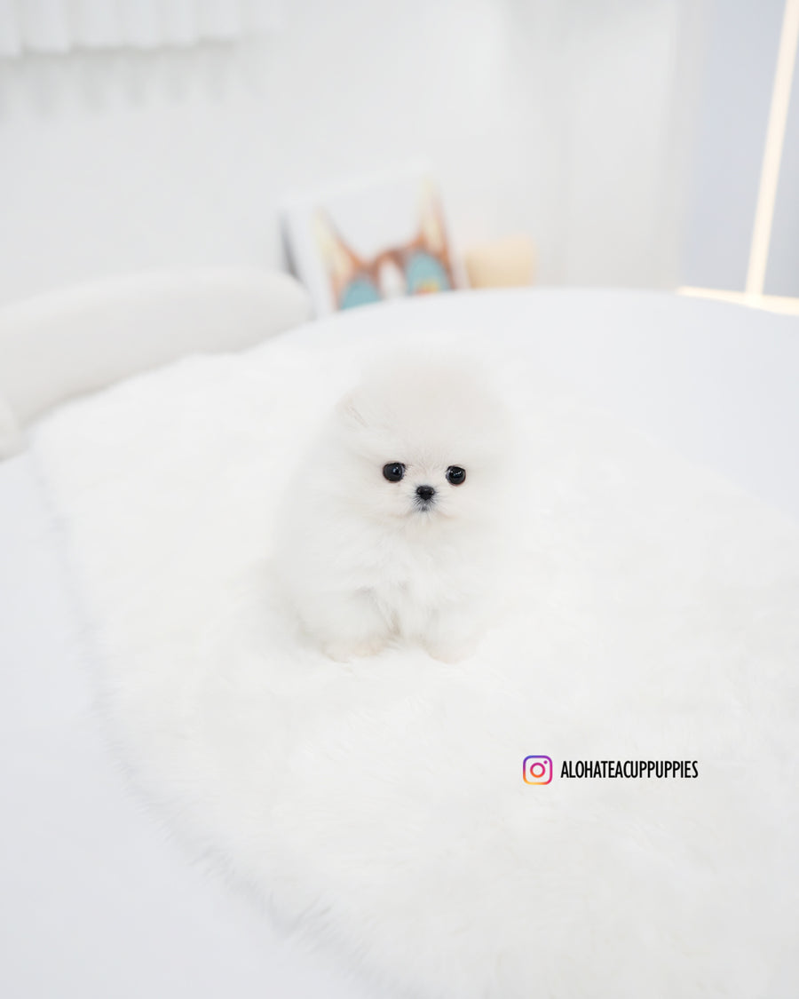 Enfant [TEACUP POMERANIAN]