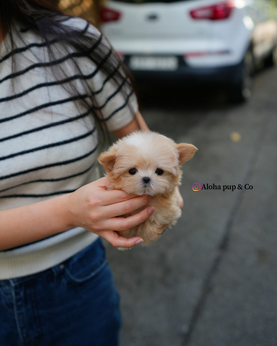Cole [TEACUP MALTIPOO]