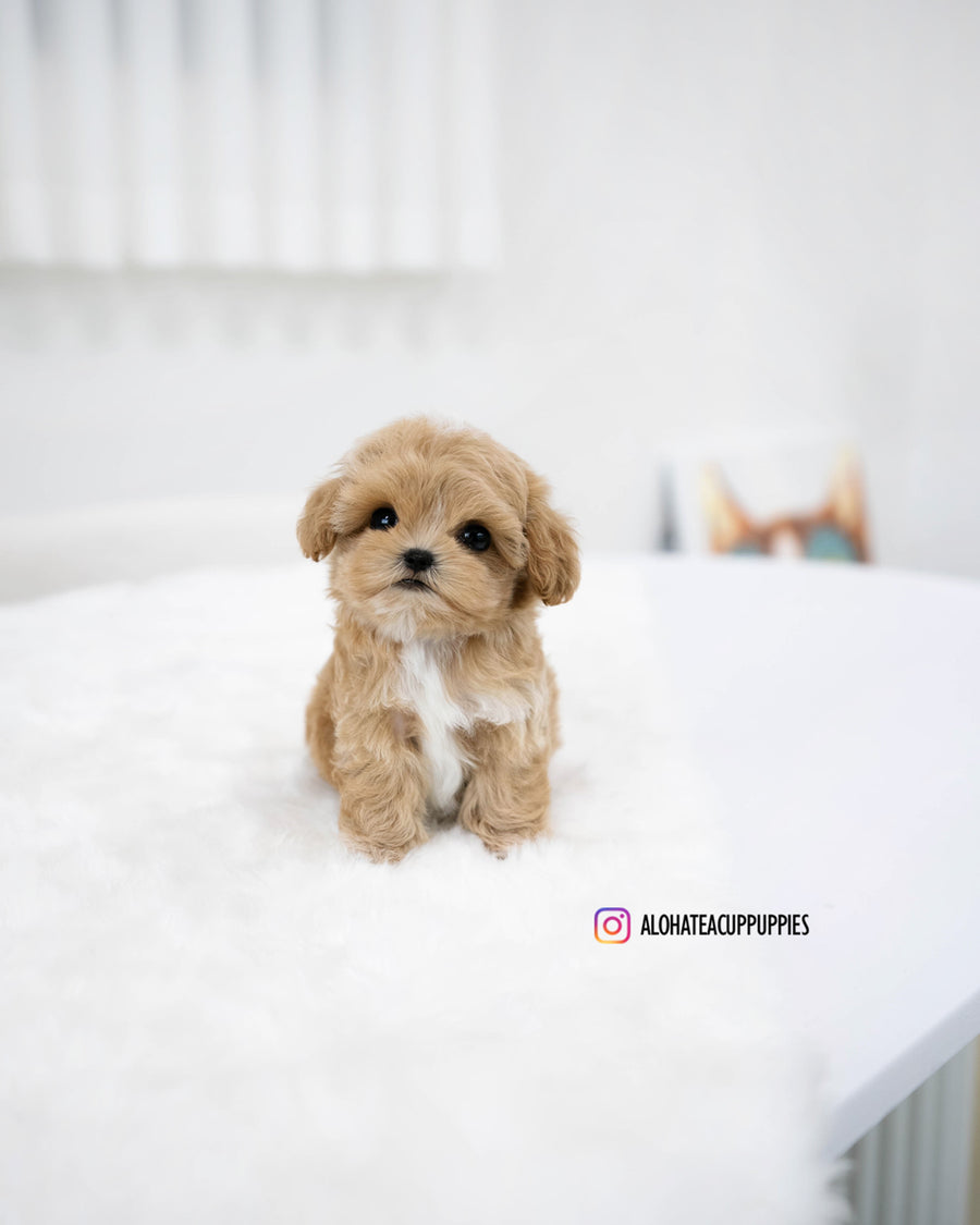 Rory [TEACUP MALTIPOO]