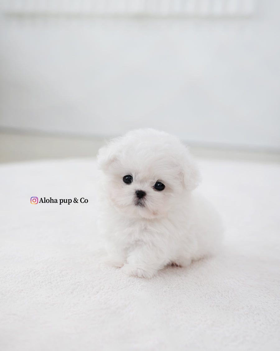 Max [TEACUP BICHON]
