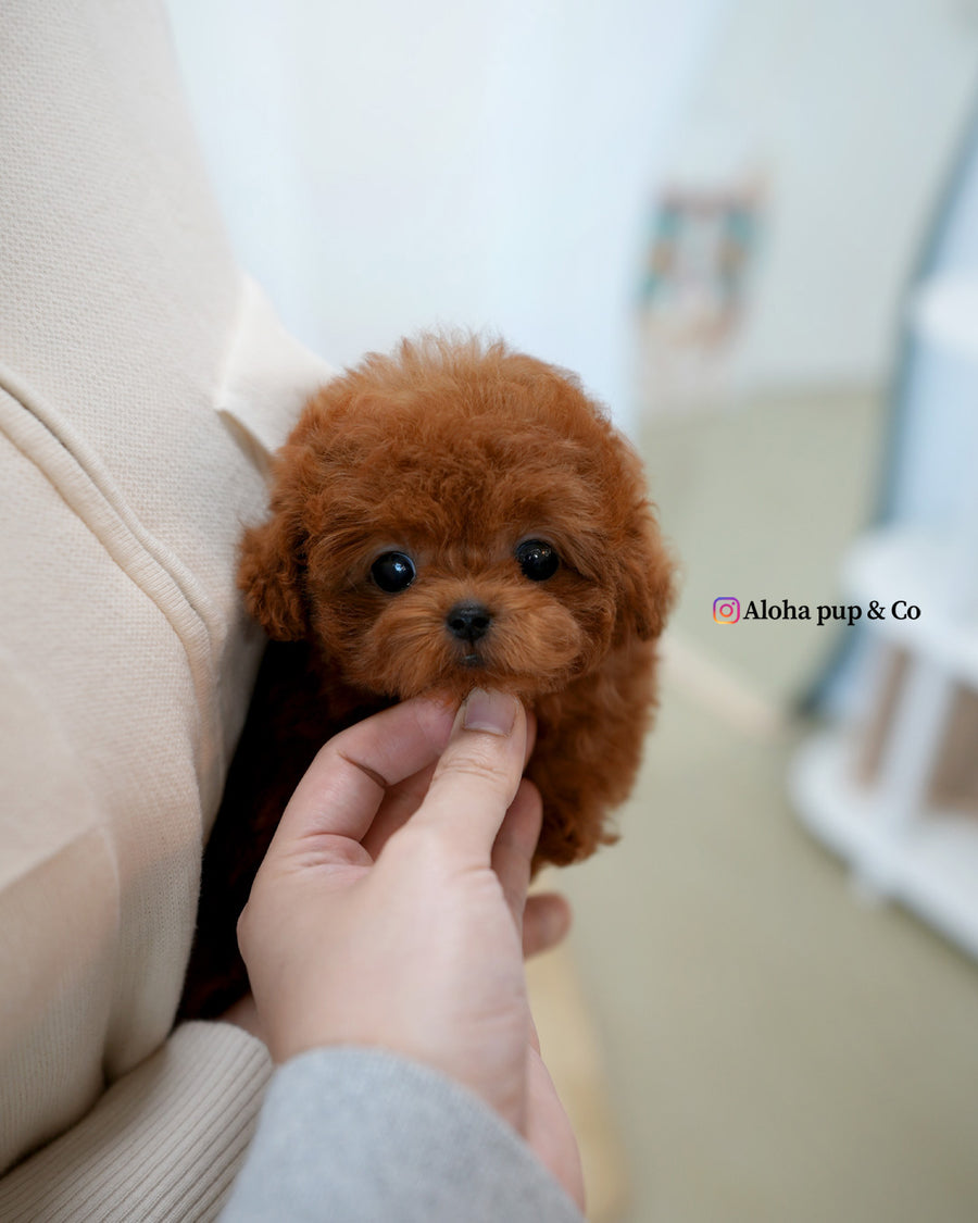 Cindy [TEACUP POODLE]