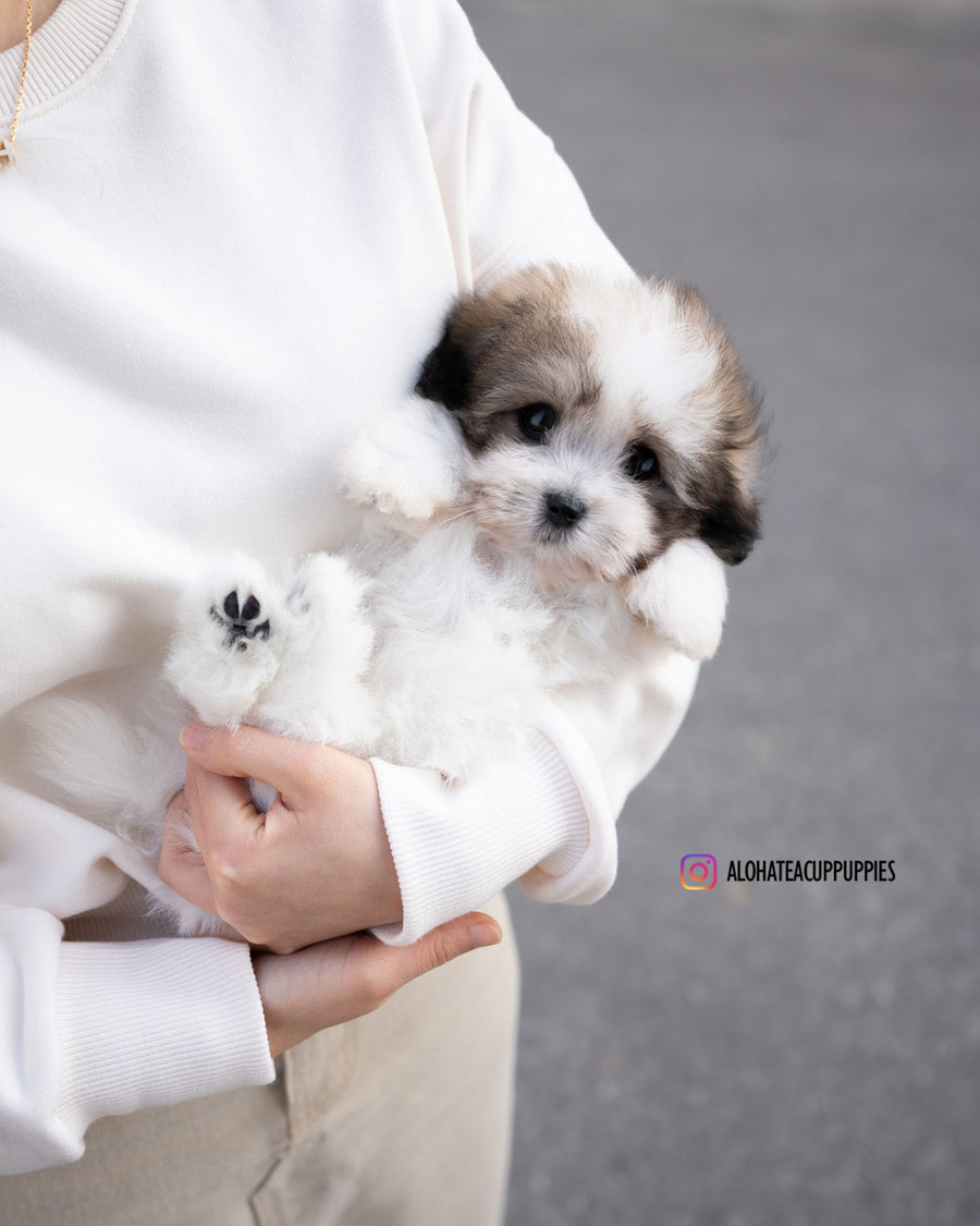 London [Coton de Tulear]