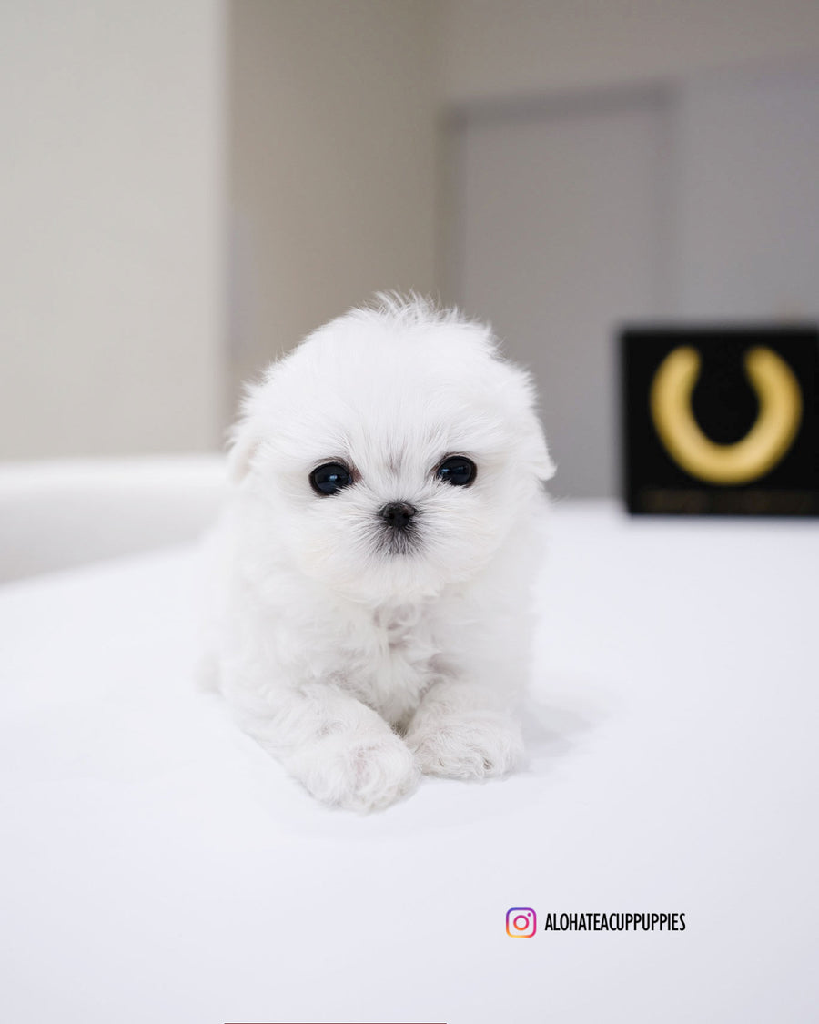 Ted [TEACUP MALTESE]