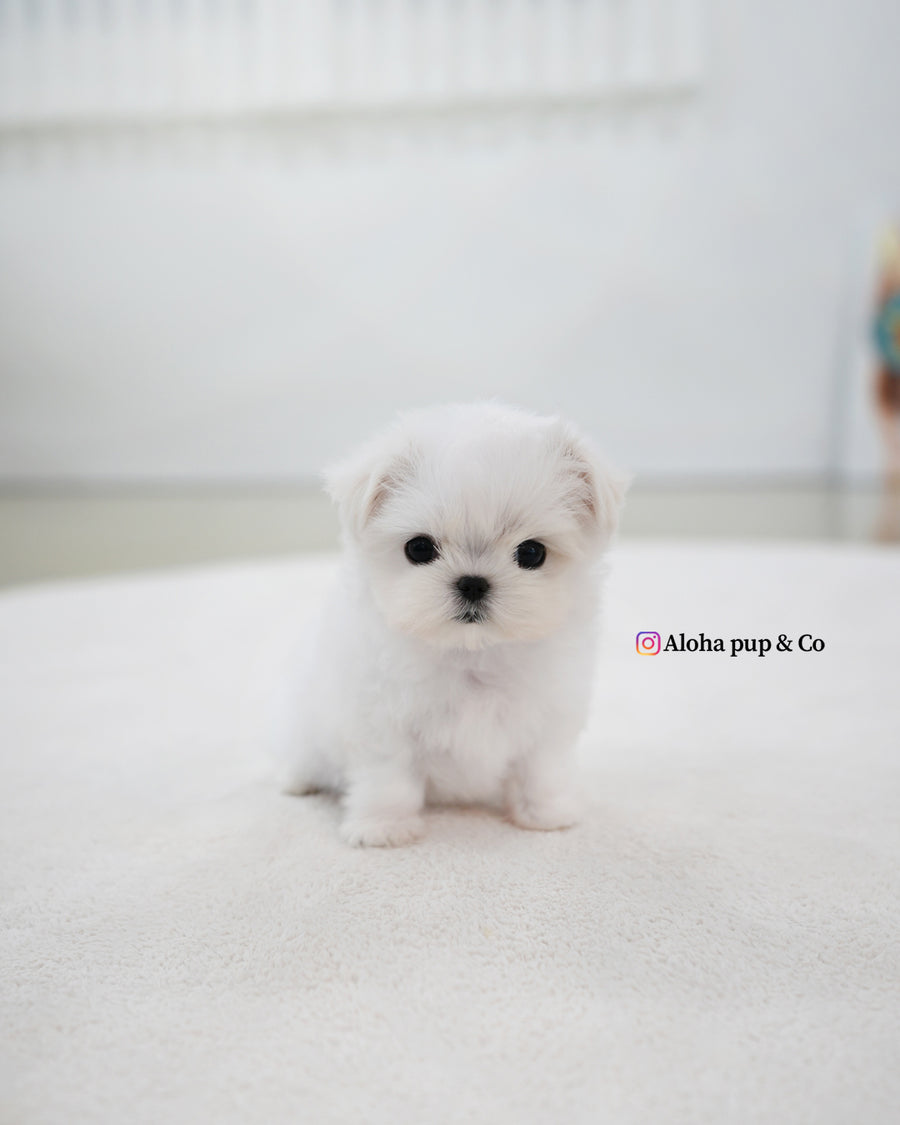 Zara [TEACUP MALTESE]