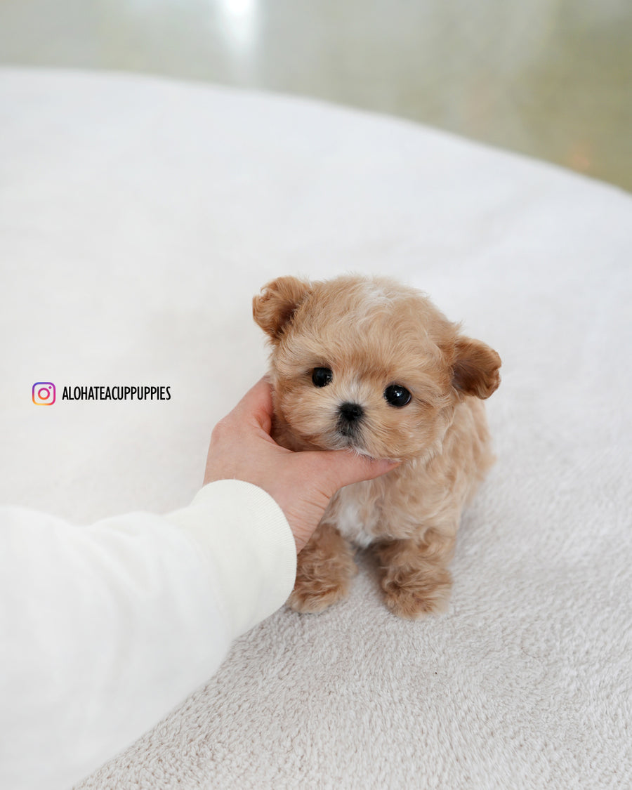 Manon [TEACUP MALTIPOO]