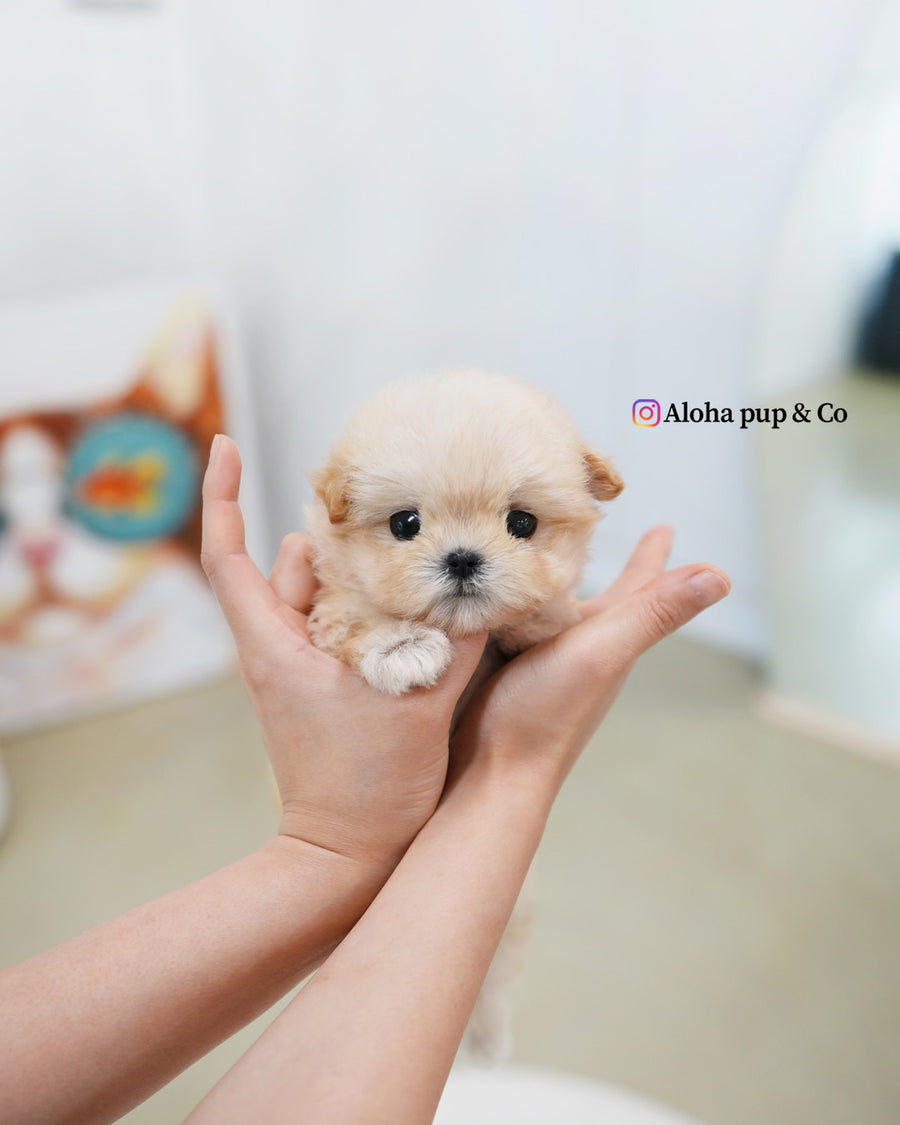 Bunny [TEACUP MALTIPOO]