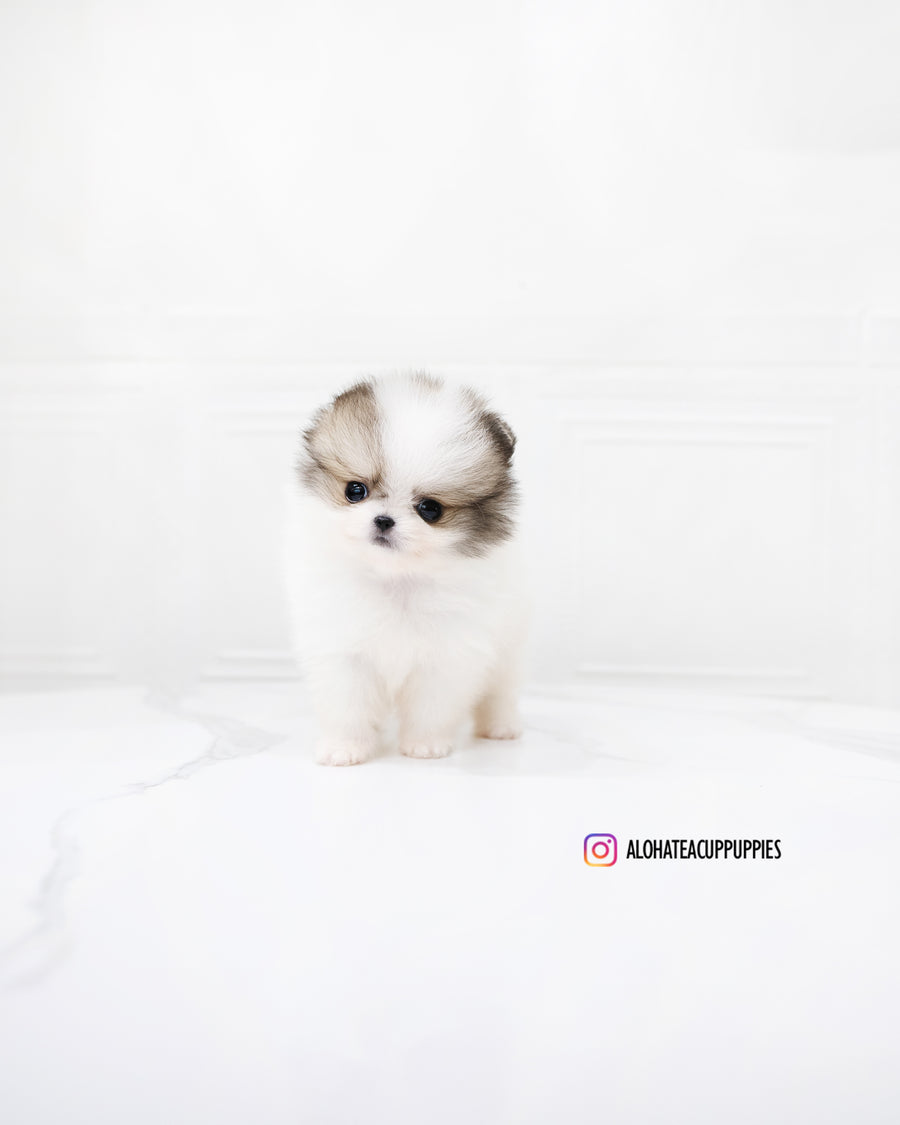 Fubao [TEACUP POMERANIAN]