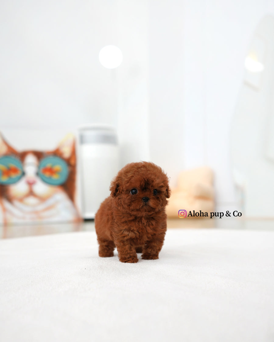 Bobby [TEACUP POODLE]