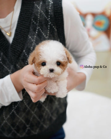 Apple [TEACUP MALTIPOO]