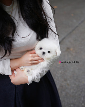 Poki [TEACUP MALTESE]