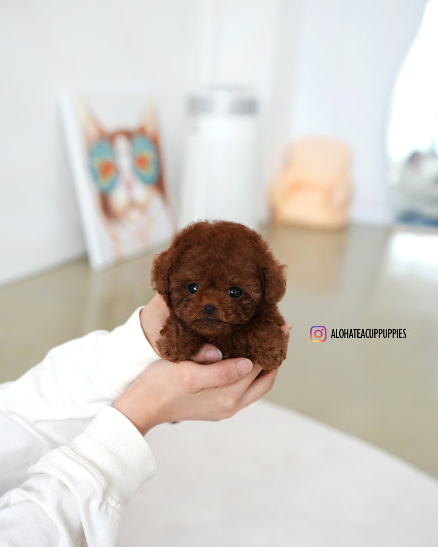 kitkat [TEACUP POODLE]