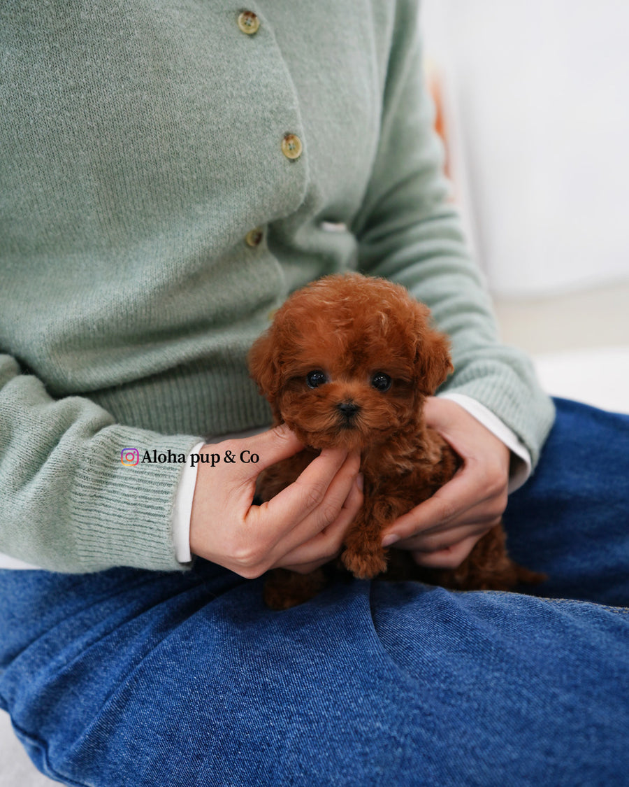 Jovi [TEACUP MALTIPOO]