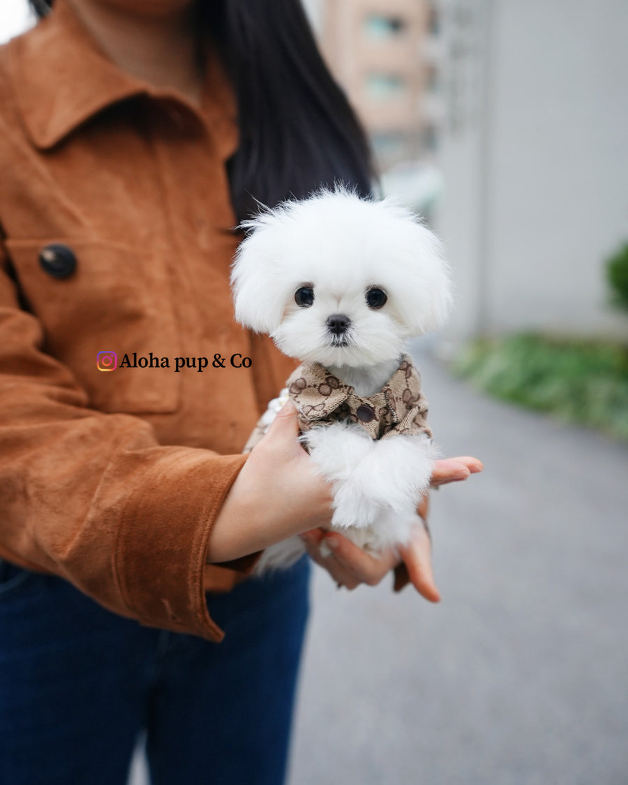 Hana [TEACUP MALTESE]