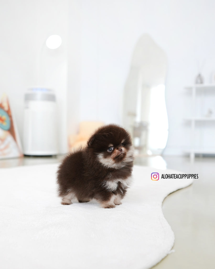 Gigi [TEACUP POMERANIAN]