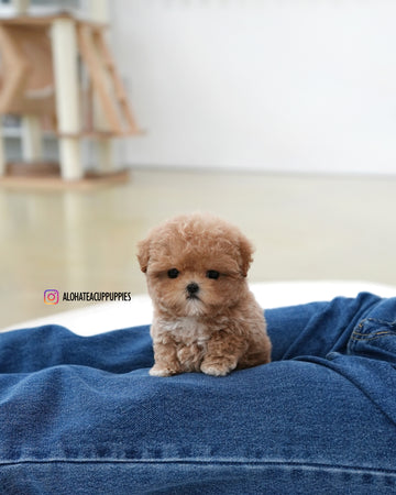 Toto [TEACUP MALTIPOO]