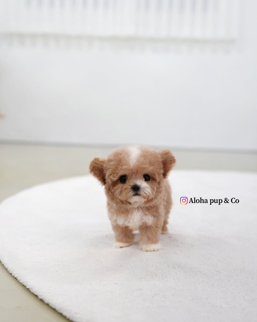 Tory [TEACUP POODLE]