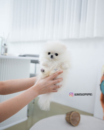 Milk [TEACUP POMERANIAN]