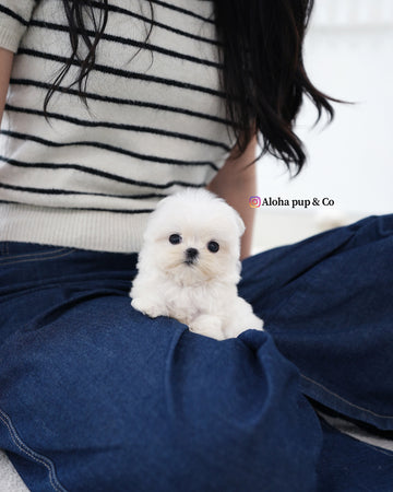 Genie [TEACUP MALTESE]