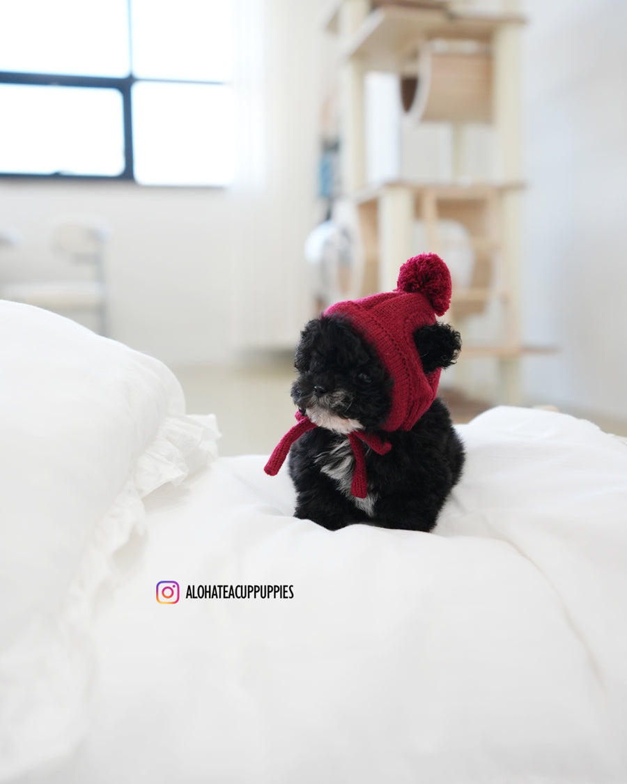 Oreo [TEACUP POODLE]