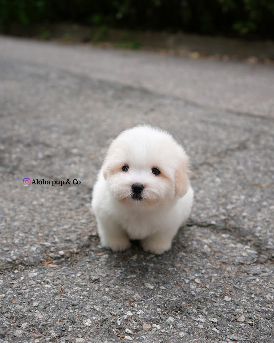 Goofy [Mini Coton de Tulear]