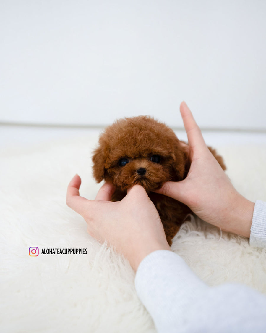 Koen [TEACUP POODLE]