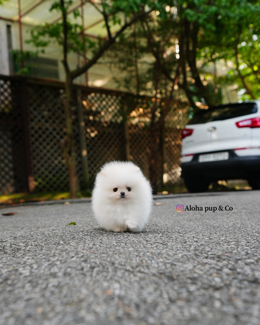 Nora [TEACUP POMERANIAN]