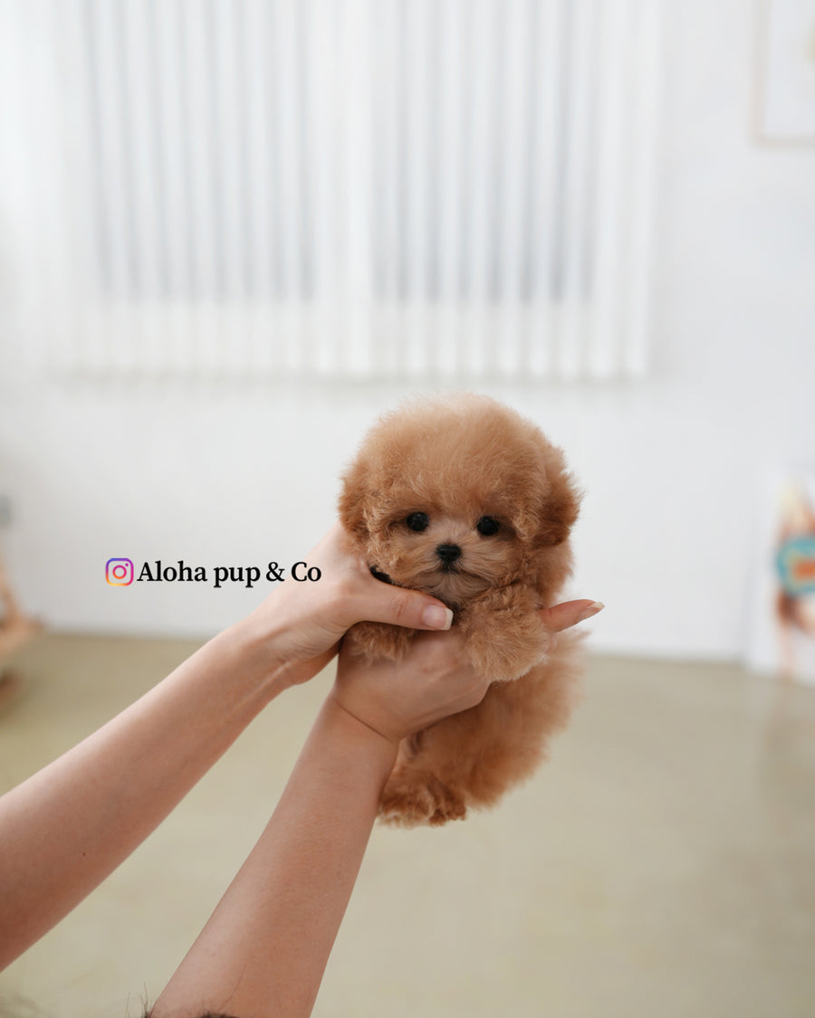 Muffin [TEACUP POODLE]