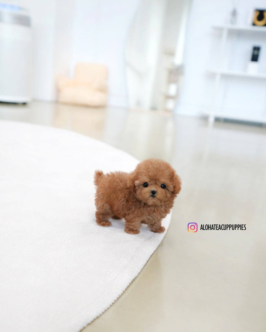 Reo [TEACUP POODLE]