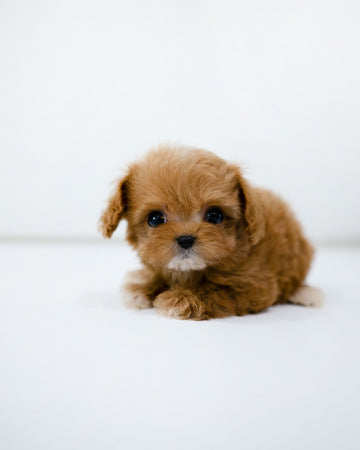 Cole [TEACUP MALTIPOO]