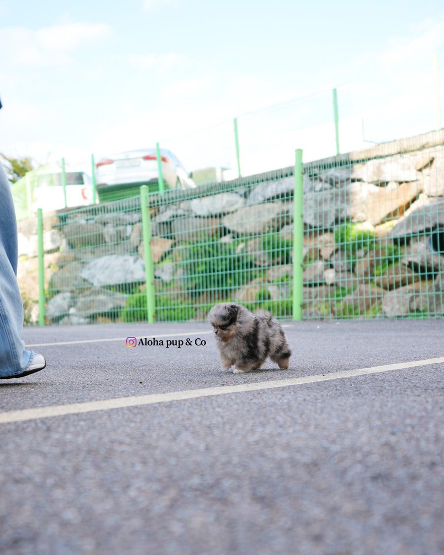 Luc [TEACUP POMERANIAN]