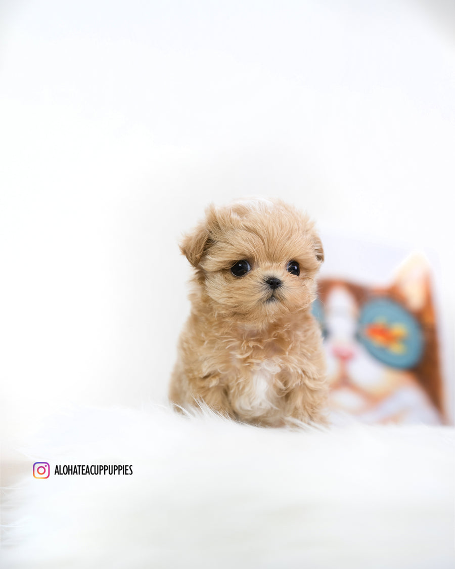 Macaron [TEACUP MALTIPOO]