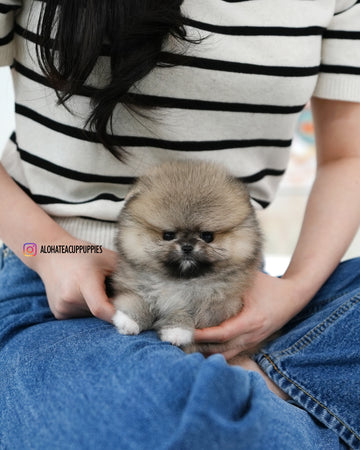 Pixie [TEACUP POMERANIAN]
