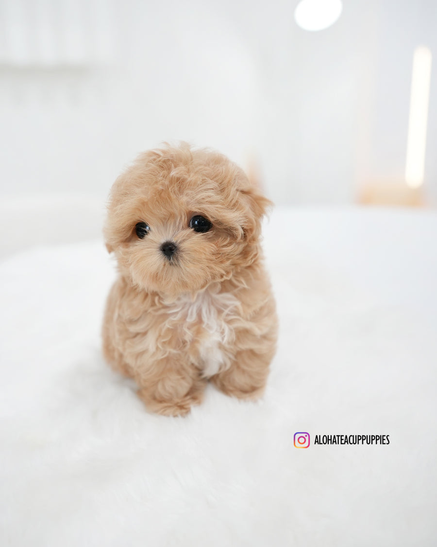 Ebony [TEACUP MALTIPOO]