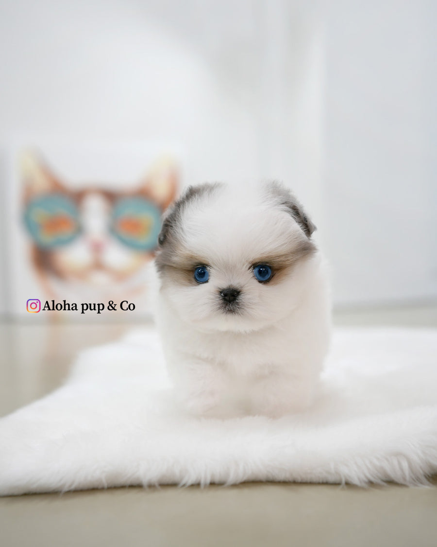 Star [TEACUP Maltipom]